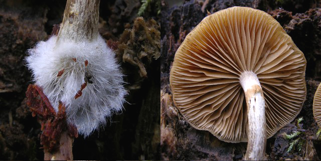 Galerina da determinare n0039(2007)